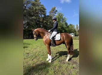 Hanovrien, Hongre, 4 Ans, 171 cm, Alezan