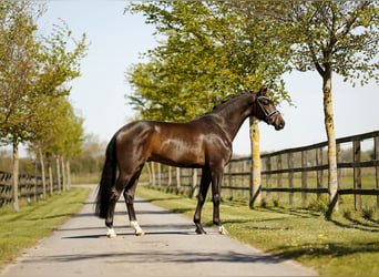 Hanovrien, Hongre, 4 Ans, 171 cm, Bai brun