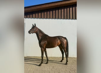 Hanovrien, Hongre, 4 Ans, 171 cm, Bai brun
