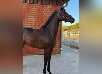 Hanovrien, Hongre, 4 Ans, 171 cm, Bai brun