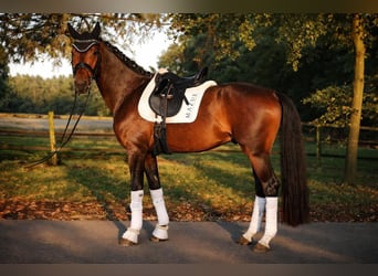 Hanovrien, Hongre, 4 Ans, 171 cm, Bai