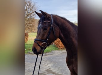 Hanovrien, Hongre, 4 Ans, 171 cm, Bai