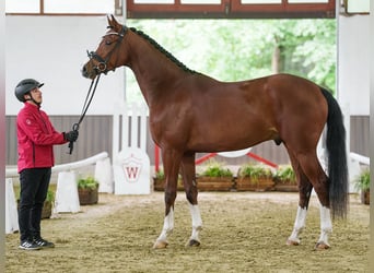 Hanovrien, Hongre, 4 Ans, 171 cm, Bai