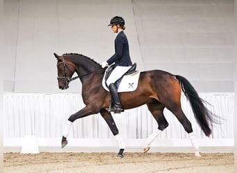 Hanovrien, Hongre, 4 Ans, 171 cm, Bai