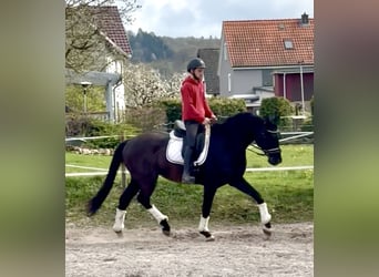 Hanovrien, Hongre, 4 Ans, 171 cm, Noir