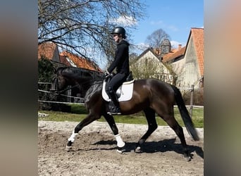 Hanovrien, Hongre, 4 Ans, 171 cm, Noir
