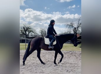 Hanovrien, Hongre, 4 Ans, 171 cm, Noir