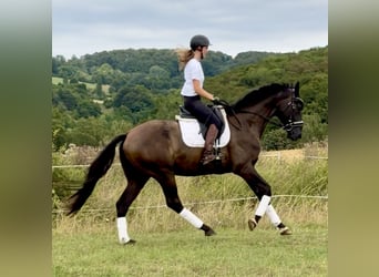 Hanovrien, Hongre, 4 Ans, 171 cm, Noir