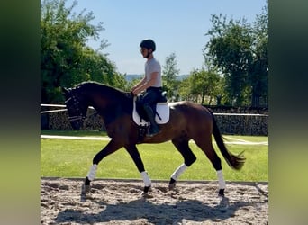 Hanovrien, Hongre, 4 Ans, 171 cm, Noir