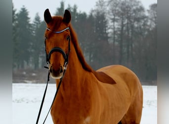 Hanovrien, Hongre, 4 Ans, 172 cm, Alezan