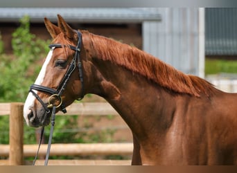 Hanovrien, Hongre, 4 Ans, 172 cm, Alezan