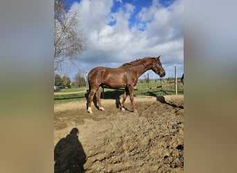 Hanovrien, Hongre, 4 Ans, 172 cm, Alezan