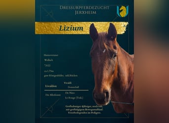 Hanovrien, Hongre, 4 Ans, 172 cm, Alezan