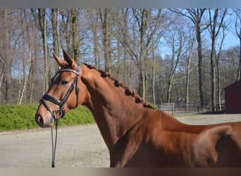Hanovrien, Hongre, 4 Ans, 172 cm, Alezan