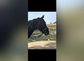 Hanovrien, Hongre, 4 Ans, 172 cm, Bai brun