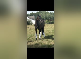 Hanovrien, Hongre, 4 Ans, 172 cm, Bai brun