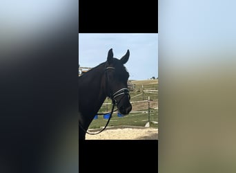 Hanovrien, Hongre, 4 Ans, 172 cm, Bai brun