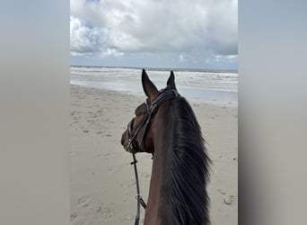 Hanovrien, Hongre, 4 Ans, 172 cm, Bai brun