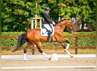Hanovrien, Hongre, 4 Ans, 172 cm, Bai brun