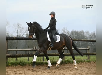 Hanovrien, Hongre, 4 Ans, 172 cm, Bai