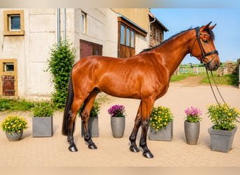 Hanovrien, Hongre, 4 Ans, 172 cm, Bai