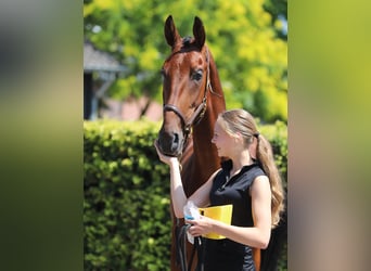Hanovrien, Hongre, 4 Ans, 172 cm, Bai