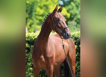 Hanovrien, Hongre, 4 Ans, 172 cm, Bai