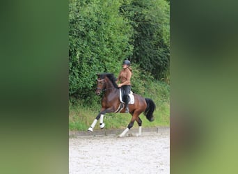 Hanovrien, Hongre, 4 Ans, 172 cm, Bai