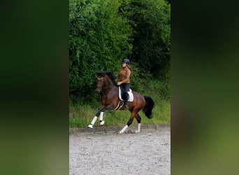 Hanovrien, Hongre, 4 Ans, 172 cm, Bai