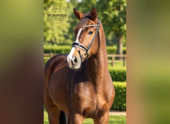 Hanovrien, Hongre, 4 Ans, 172 cm, Bai