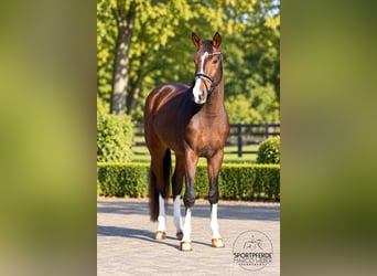 Hanovrien, Hongre, 4 Ans, 172 cm, Bai