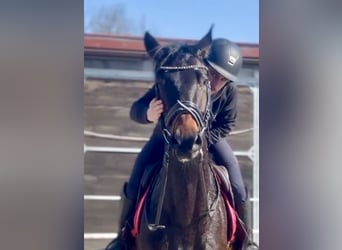 Hanovrien, Hongre, 4 Ans, 172 cm, Bai