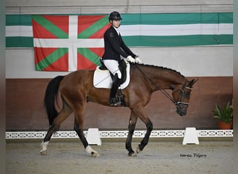 Hanovrien, Hongre, 4 Ans, 172 cm, Bai