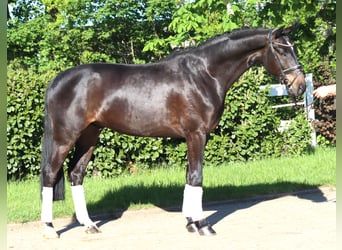 Hanovrien, Hongre, 4 Ans, 172 cm, Bai