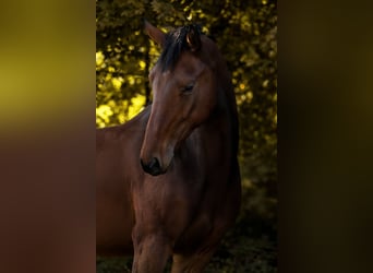 Hanovrien, Hongre, 4 Ans, 172 cm, Bai