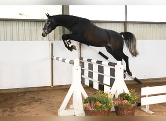 Hanovrien, Hongre, 4 Ans, 172 cm, Gris