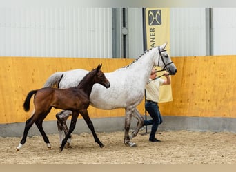 Hanovrien, Hongre, 4 Ans, 172 cm, Gris