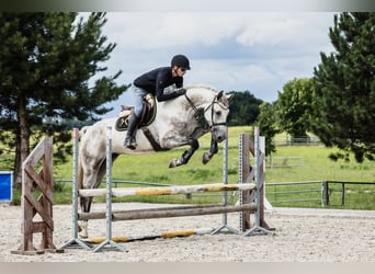 Hanovrien, Hongre, 4 Ans, 172 cm, Gris