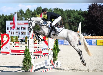 Hanovrien, Hongre, 4 Ans, 172 cm, Gris