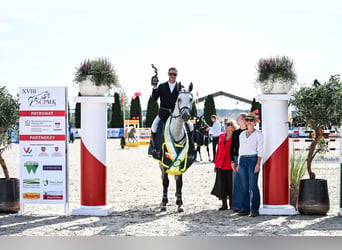 Hanovrien, Hongre, 4 Ans, 172 cm, Gris