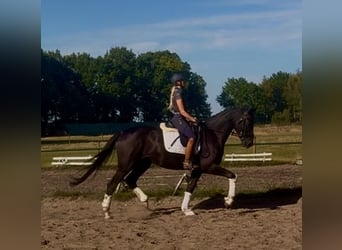 Hanovrien, Hongre, 4 Ans, 172 cm, Noir