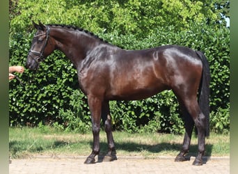 Hanovrien, Hongre, 4 Ans, 172 cm, Noir