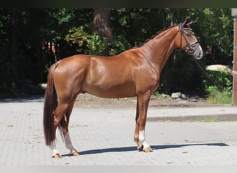 Hanovrien, Hongre, 4 Ans, 173 cm, Alezan brûlé
