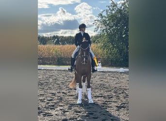 Hanovrien, Hongre, 4 Ans, 173 cm, Alezan brûlé