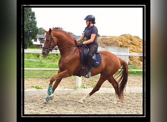 Hanovrien, Hongre, 4 Ans, 173 cm, Alezan