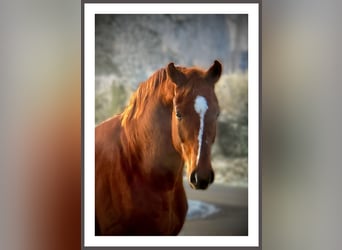 Hanovrien, Hongre, 4 Ans, 173 cm, Alezan