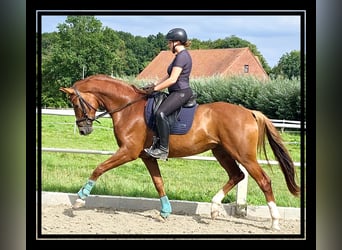 Hanovrien, Hongre, 4 Ans, 173 cm, Alezan