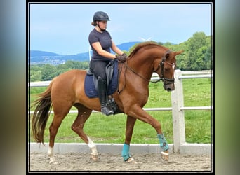 Hanovrien, Hongre, 4 Ans, 173 cm, Alezan