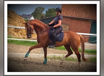 Hanovrien, Hongre, 4 Ans, 173 cm, Alezan