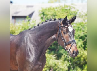 Hanovrien, Hongre, 4 Ans, 173 cm, Bai brun